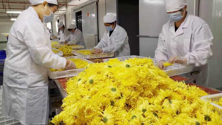 正旭空氣能熱泵烘干機(jī)菊花茶烘干機(jī)金絲皇菊茶熱泵烘干機(jī)項(xiàng)目案例實(shí)拍圖片